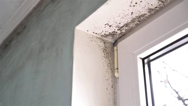 Best Attic Mold Removal  in Hildale, UT
