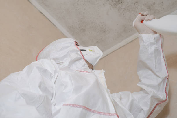 Best Crawl Space Mold Removal  in Hildale, UT