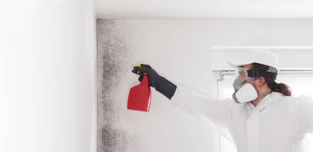 Best Black Mold Removal  in Hildale, UT