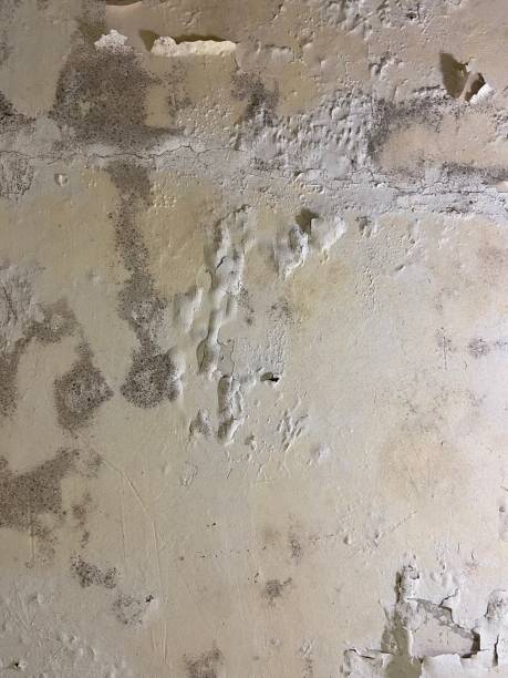 Best Home Mold Removal  in Hildale, UT