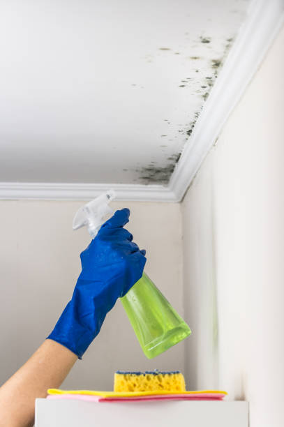 Best Same-Day Mold Removal  in Hildale, UT